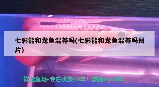 七彩能和龍魚混養嗎(七彩能和龍魚混養嗎圖片)