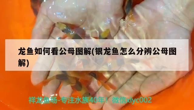 龍魚如何看公母圖解(銀龍魚怎么分辨公母圖解)