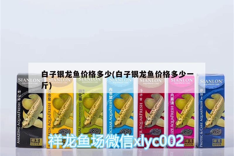 白子銀龍魚價格多少(白子銀龍魚價格多少一斤)