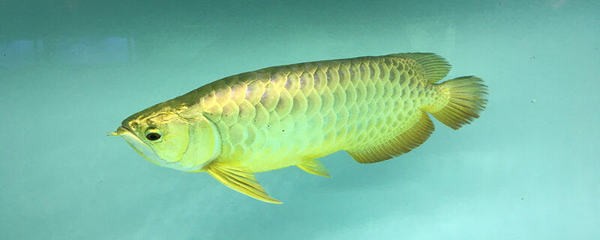 紅龍魚眼睛周圍綠色正常嗎圖片（紅龍魚眼睛周圍綠色正常嗎圖片大全）
