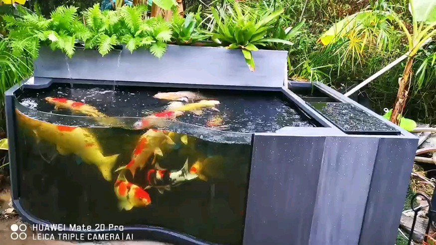 紅龍魚(yú)養(yǎng)了一年多還不紅：紅龍魚(yú)養(yǎng)殖觀察報(bào)告