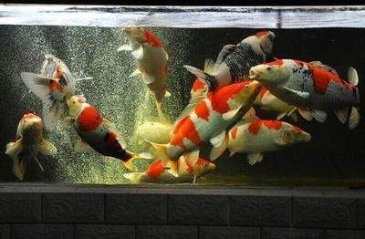 大魚缸養錦鯉魚缸造景：大魚缸養錦鯉魚缸造景的注意事項在魚缸造景的優點和缺點