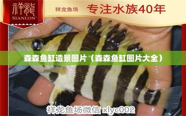 非洲虎魚：非洲虎魚圖片