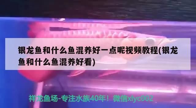 銀龍魚和什么魚混養(yǎng)好一點呢視頻教程(銀龍魚和什么魚混養(yǎng)好看)