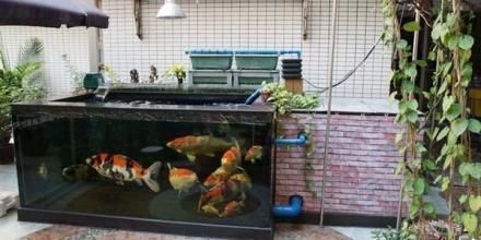 1.3米魚缸放多少鹽好：1.3米魚缸養魚放鹽多少鹽好？