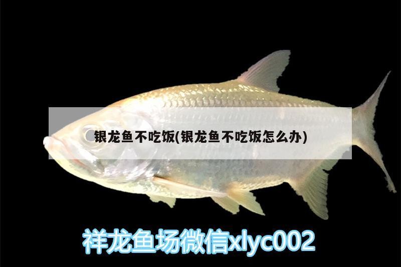 銀龍魚不吃飯(銀龍魚不吃飯怎么辦)