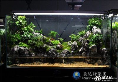 玻璃魚(yú)缸景觀：玻璃魚(yú)缸景觀設(shè)計(jì)