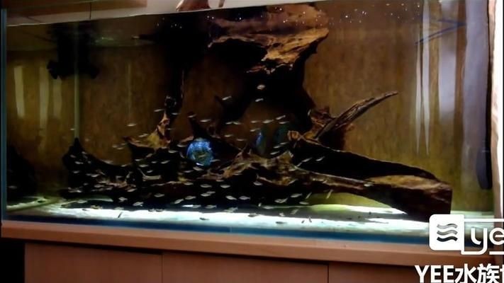 大魚缸養(yǎng)小魚群好不好：大魚缸在養(yǎng)小魚群游方面具有一定的優(yōu)勢