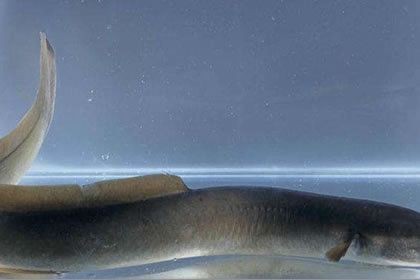 大魚缸養(yǎng)小魚群好不好：大魚缸在養(yǎng)小魚群游方面具有一定的優(yōu)勢