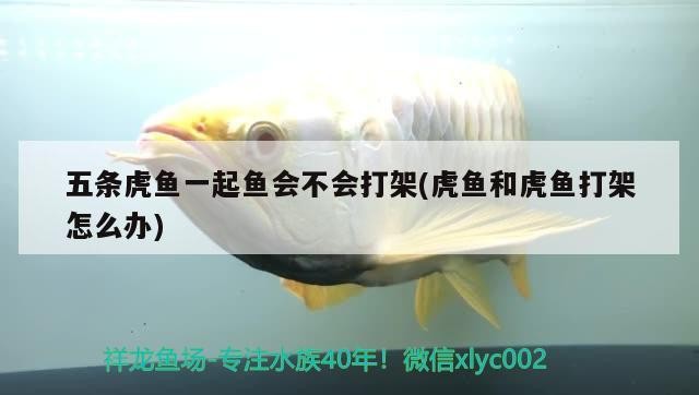 五條虎魚(yú)一起魚(yú)會(huì)不會(huì)打架(虎魚(yú)和虎魚(yú)打架怎么辦)