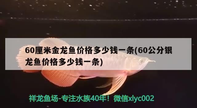 60厘米金龍魚價(jià)格多少錢一條(60公分銀龍魚價(jià)格多少錢一條)