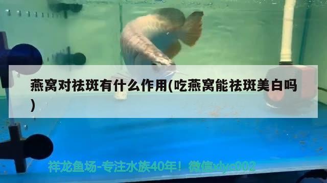 印尼虎魚蒙眼怎么治療：印尼虎魚內蒙怎么治療