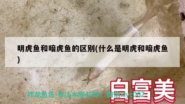 明虎魚和暗虎魚的區別(什么是明虎和暗虎魚)