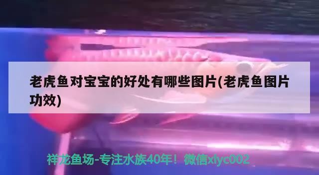 老虎魚對寶寶的好處有哪些圖片(老虎魚圖片功效)