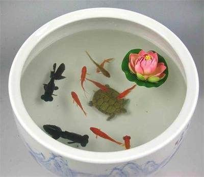 半圓型魚缸風(fēng)水魚缸怎么擺放：魚缸擺放位置的風(fēng)水學(xué)