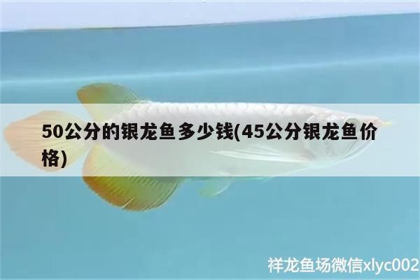 50公分的銀龍魚多少錢(45公分銀龍魚價格)