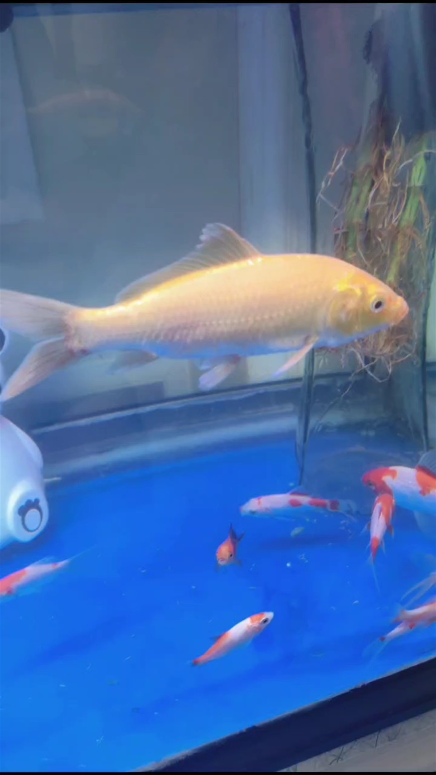 網(wǎng)上買的魚