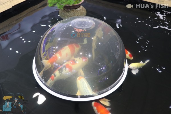 紅龍魚背部怎么發黑（紅龍魚背部怎么發黑發紫）