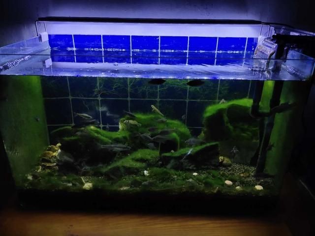 1.2米的魚缸有多重啊：1.2米的魚缸有多重