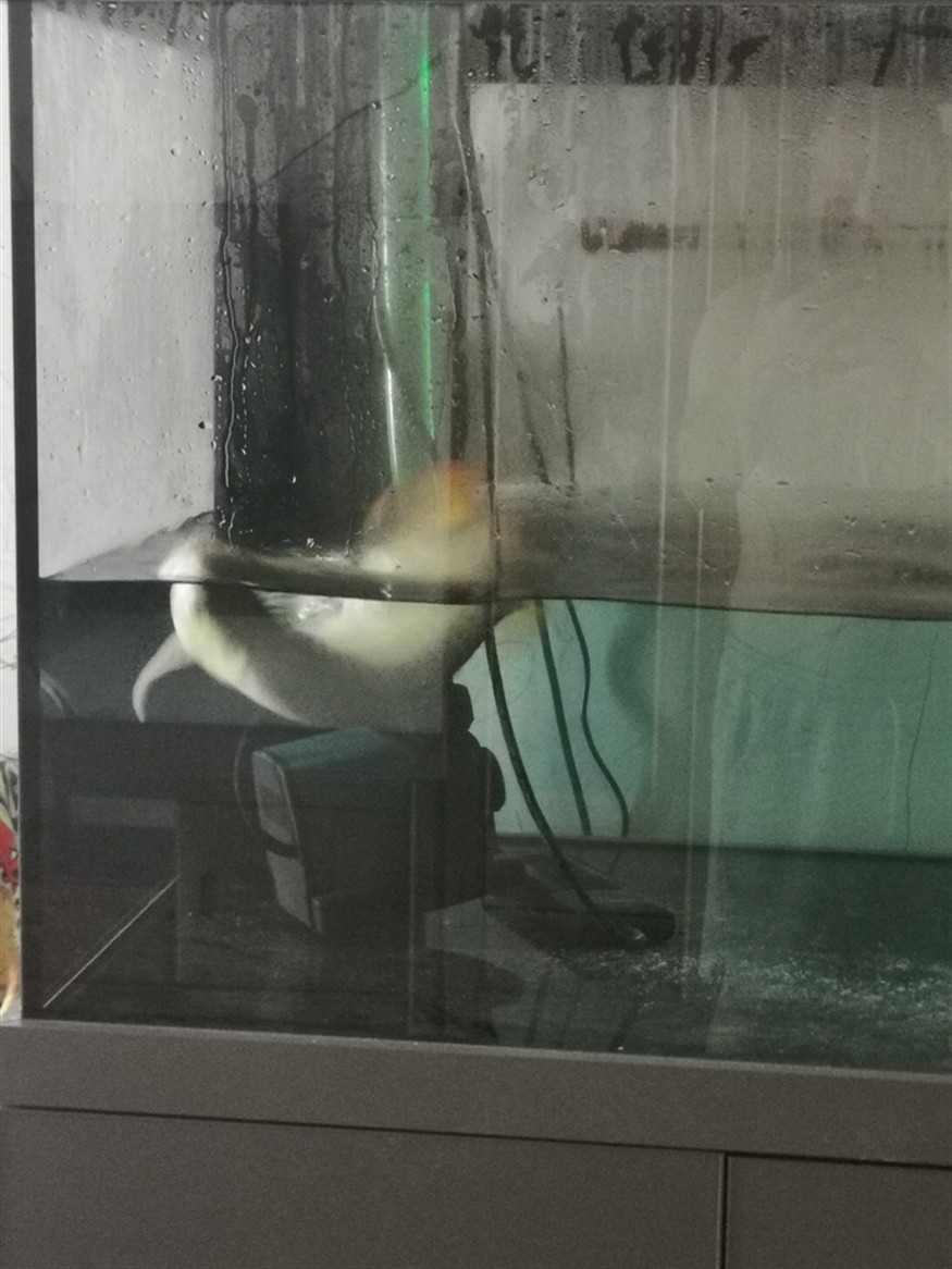 第二次搶救