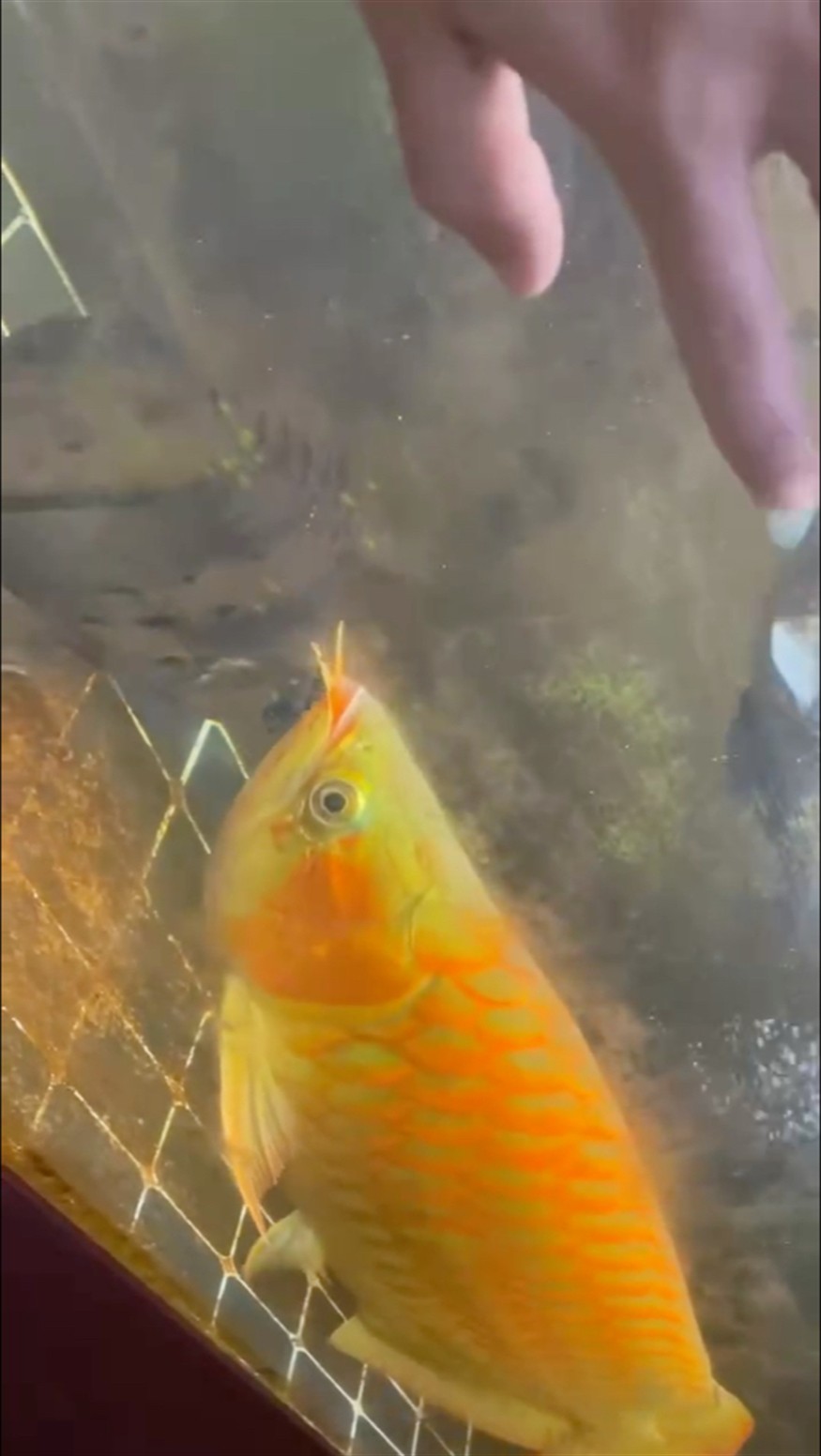 給龍魚調戲的一天