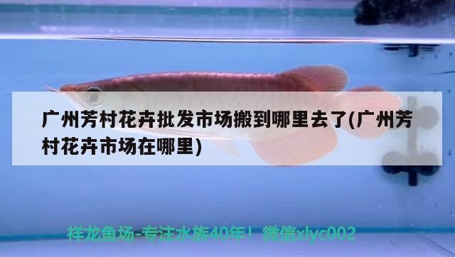 大型銀龍魚混養技術(銀龍魚金龍魚混養)