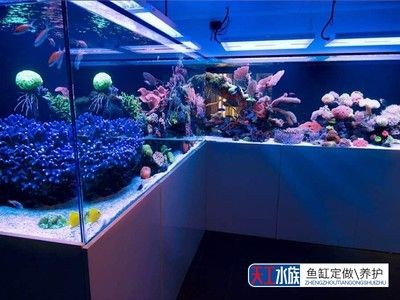 定做個魚缸多少錢：定做一個魚缸的費用是多少？