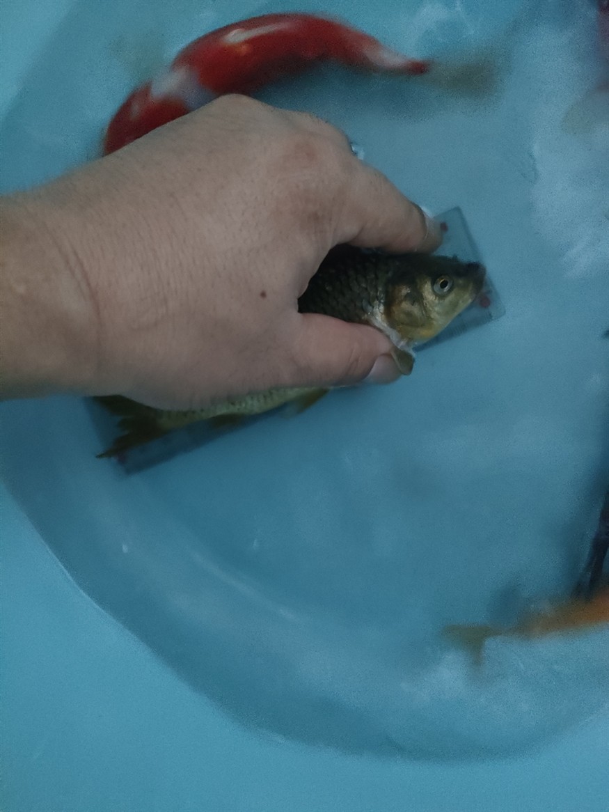 第一次在網上買魚