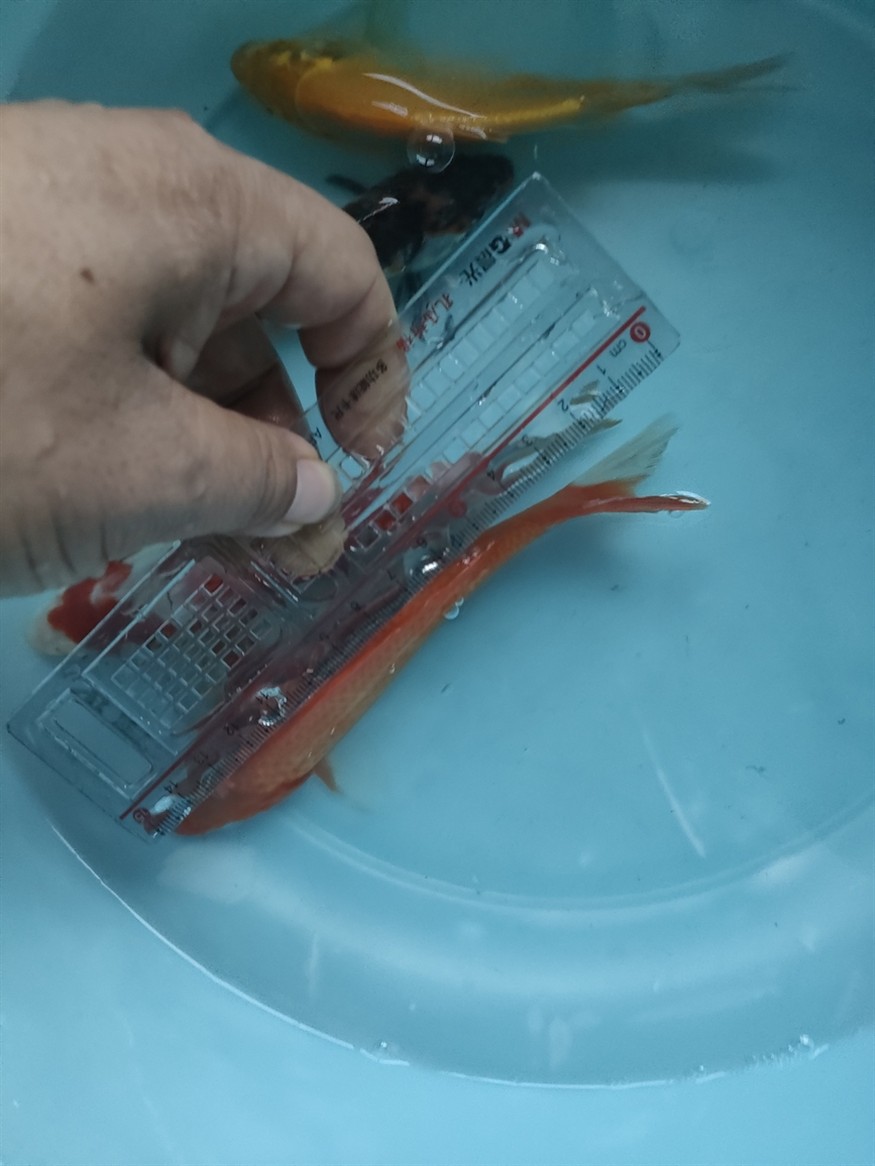 第一次在網上買魚