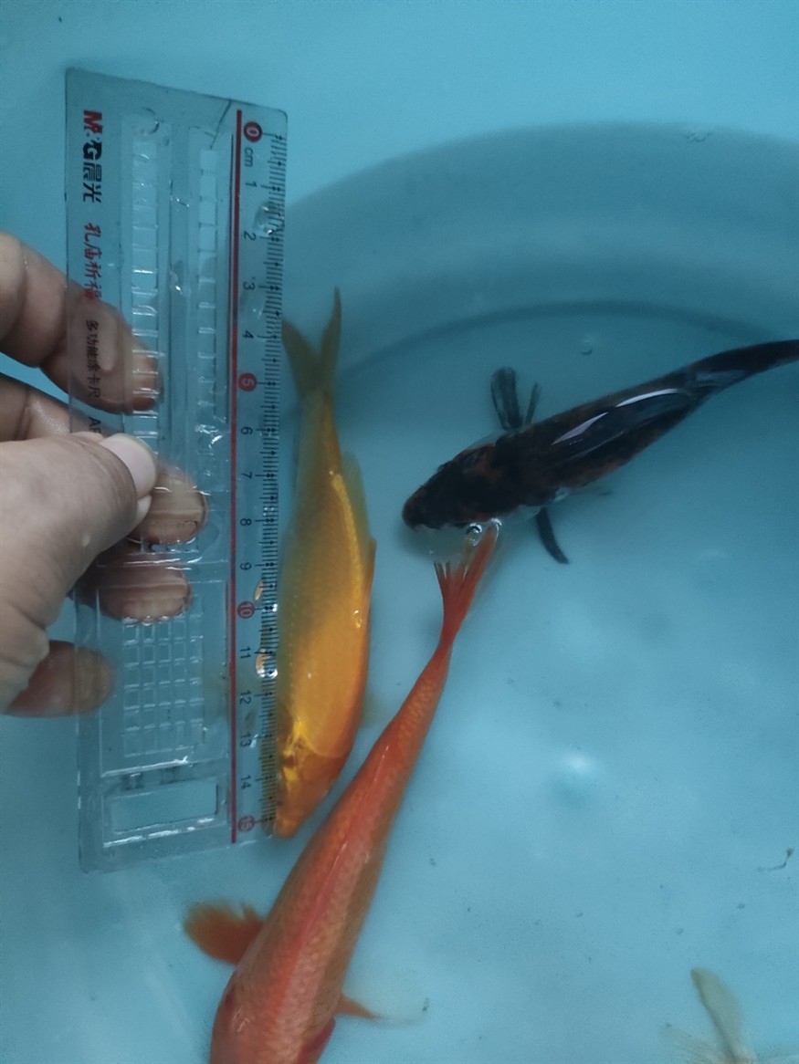 第一次在網上買魚