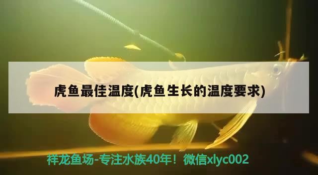 虎魚最佳溫度(虎魚生長的溫度要求)
