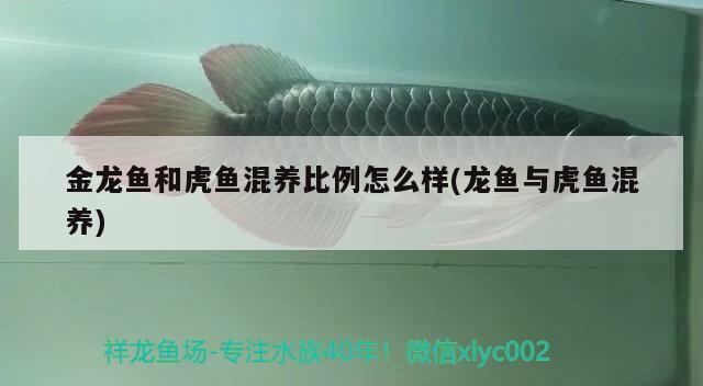 金龍魚和虎魚混養(yǎng)比例怎么樣(龍魚與虎魚混養(yǎng)) 金龍魚和虎魚混養(yǎng)比例怎么樣(龍魚與虎魚混養(yǎng)) 虎魚百科