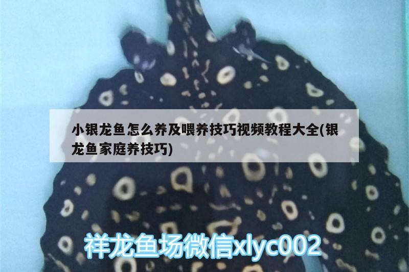 小銀龍魚怎么養及喂養技巧視頻教程大全(銀龍魚家庭養技巧)