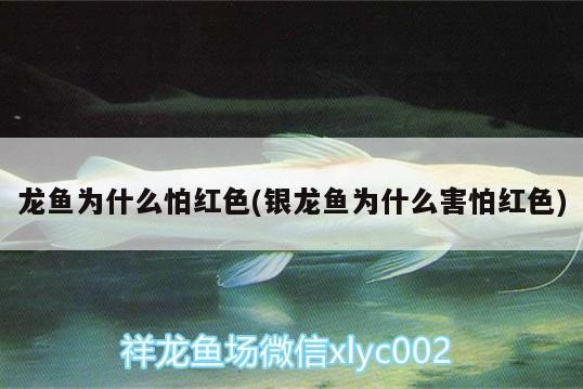 龍魚為什么怕紅色(銀龍魚為什么害怕紅色)