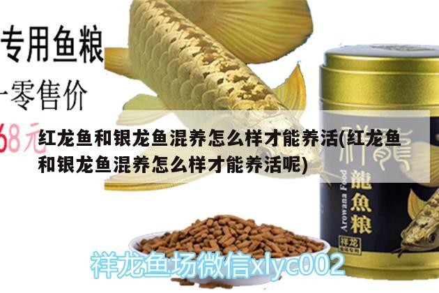 紅龍魚(yú)和銀龍魚(yú)混養(yǎng)怎么樣才能養(yǎng)活(紅龍魚(yú)和銀龍魚(yú)混養(yǎng)怎么樣才能養(yǎng)活呢)