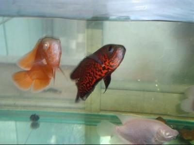 1.5米魚缸放多少慶大：1.5米魚缸放多少慶大霉素