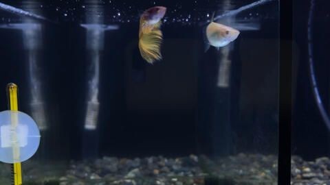 1.5米魚缸放多少慶大：1.5米魚缸放多少慶大霉素
