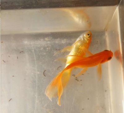 1.5米魚缸放多少慶大：1.5米魚缸放多少慶大霉素