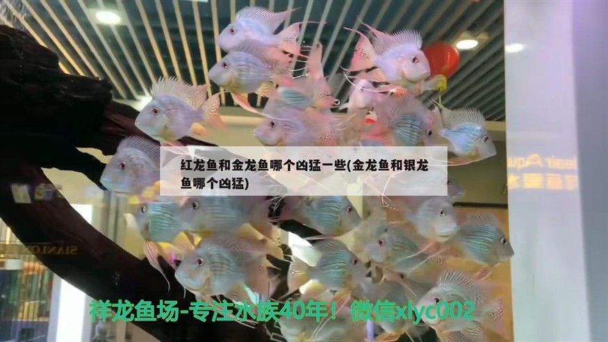 紅龍魚和金龍魚哪個兇猛一些(金龍魚和銀龍魚哪個兇猛)