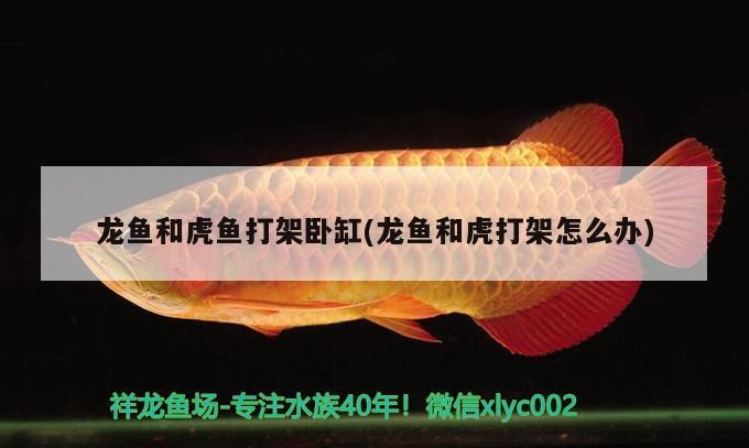 龍魚和虎魚打架臥缸(龍魚和虎打架怎么辦)