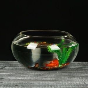 玻璃圓魚缸能養活魚嗎：玻璃圓魚缸是否能養活魚