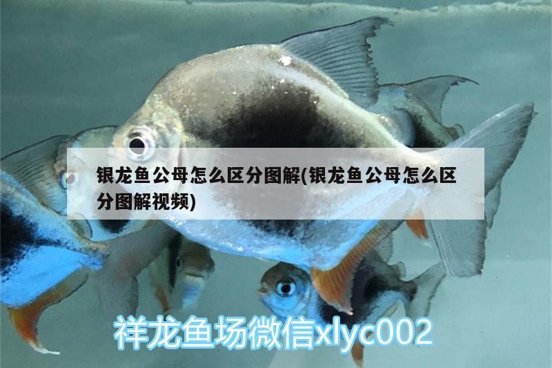 銀龍魚公母怎么區分圖解(銀龍魚公母怎么區分圖解視頻)