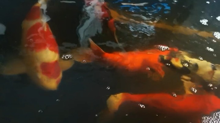 飯后    喝茶   溜魚