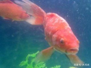大魚缸金魚長白毛水怎么辦呢：金魚身上長白毛如何處理和預防措施金魚感染水霉病