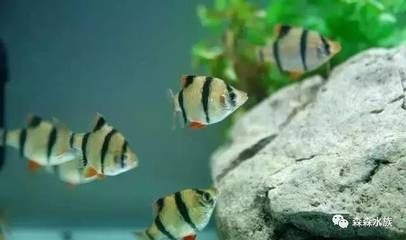 大魚缸金魚長白毛水怎么辦呢：金魚身上長白毛如何處理和預防措施金魚感染水霉病