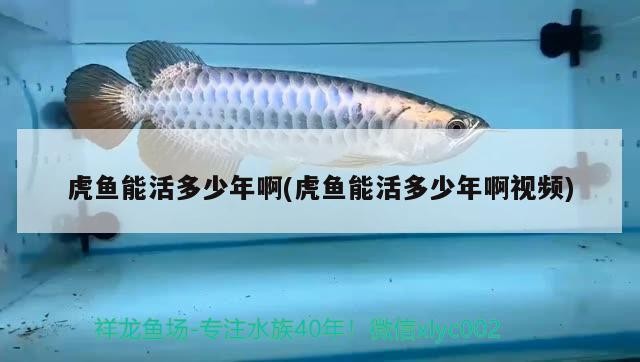 虎魚能活多少年啊(虎魚能活多少年啊視頻)