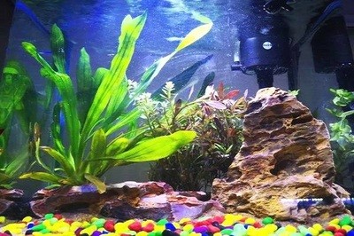泰國虎魚和蘇門答臘虎魚的區(qū)別圖片視頻(印尼虎魚跟蘇門答臘虎魚的區(qū)別圖片)