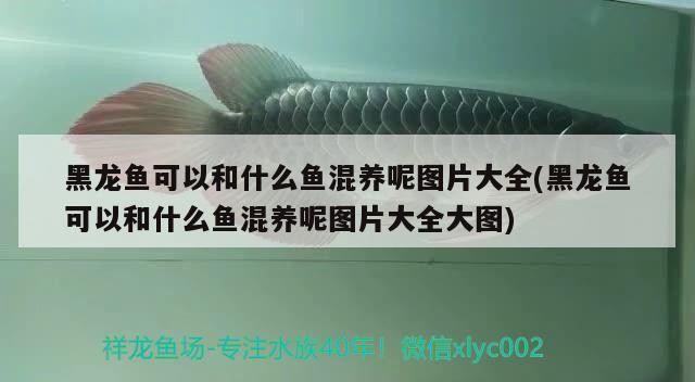 家養銀龍魚有什么講究養多少好(家里養銀龍魚養幾條最好)