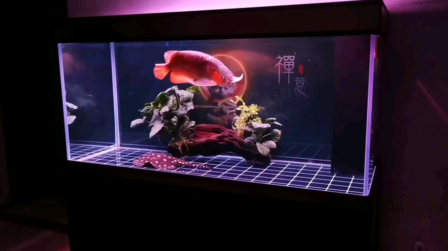 記錄三顆水草