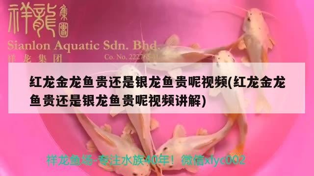 紅龍金龍魚貴還是銀龍魚貴呢視頻(紅龍金龍魚貴還是銀龍魚貴呢視頻講解)